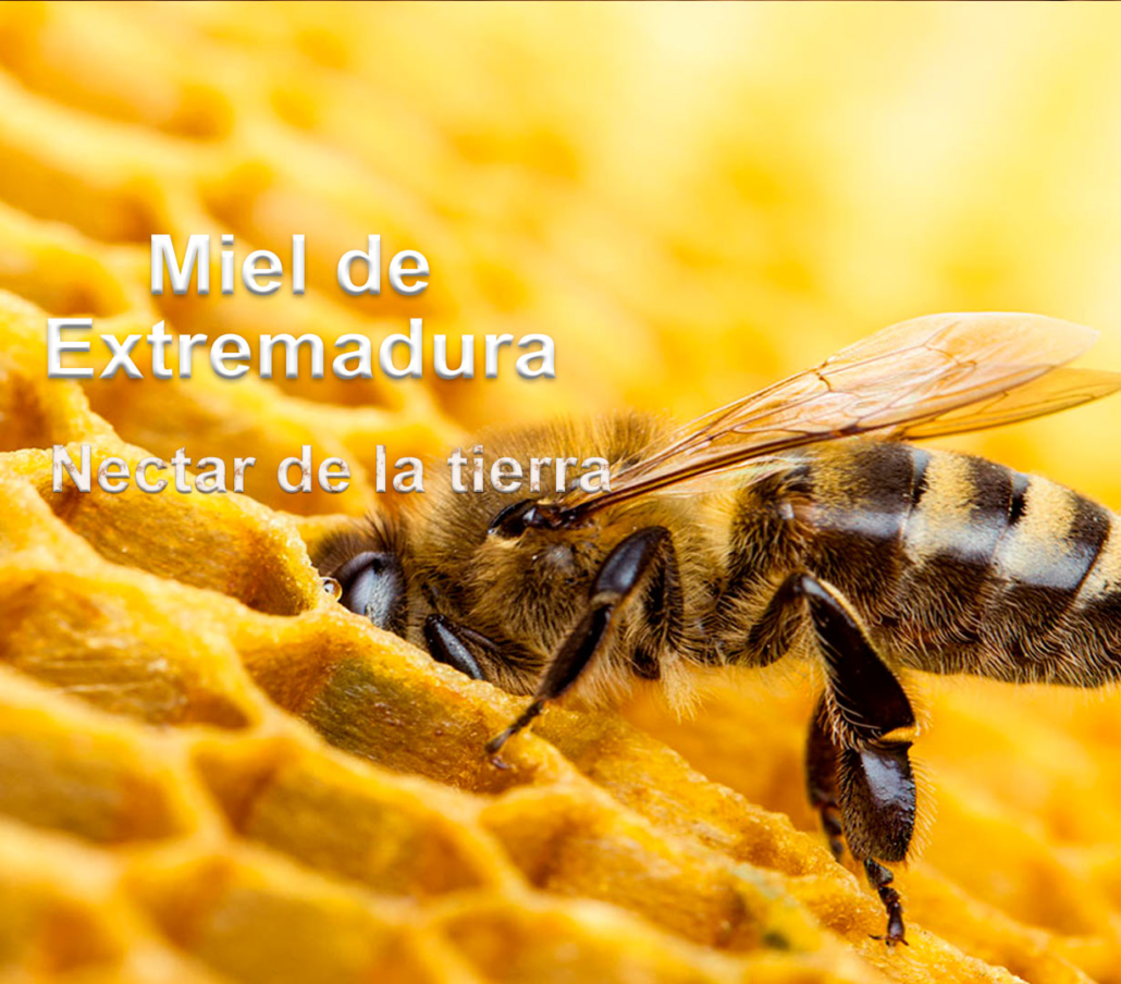 Miel de Extremadura